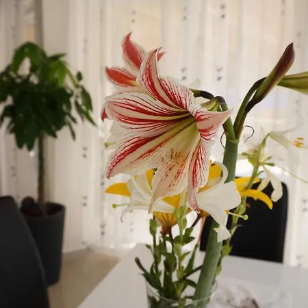 Apartamento Luxury Goles